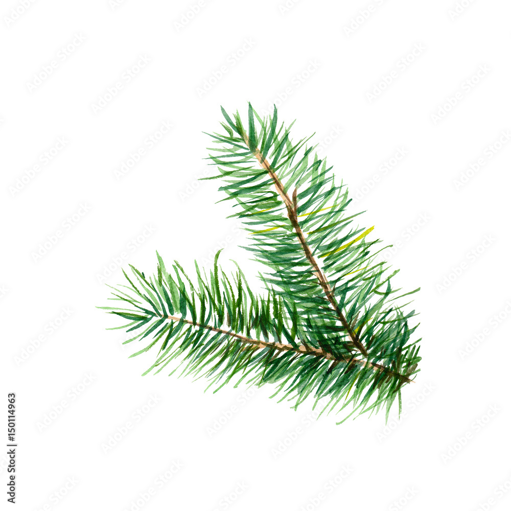 The branch of fir tree on white background, watercolor illustration in hand-drawn style. The branch of fir tree on white background, watercolor illustration in hand-drawn style.