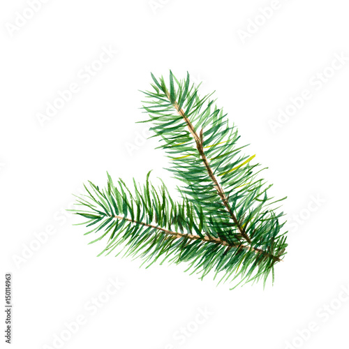 The branch of fir tree on white background, watercolor illustration in hand-drawn style.