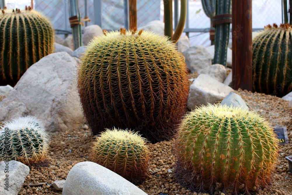 Cactus Cactus