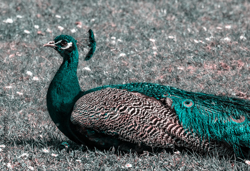Pfau