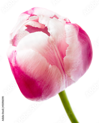 Beautiful pink tulip isolated on white