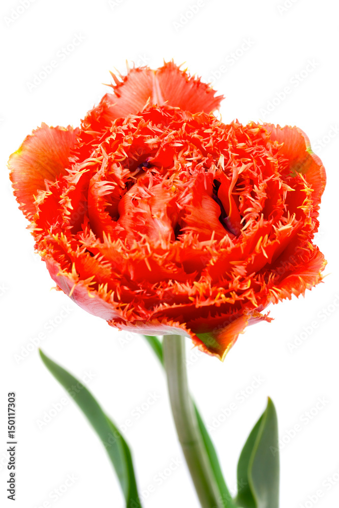 Scarlet fringed Double Peony Tulip isolated on white Scarlet fringed Double Peony Tulip isolated on white