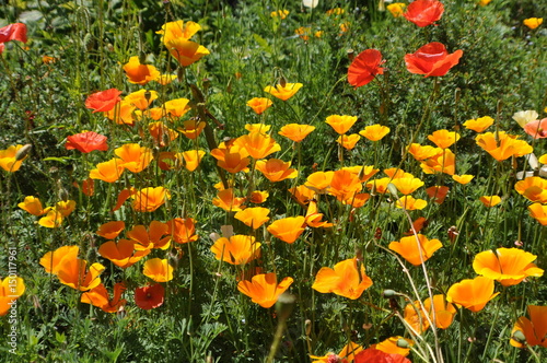 oranges Blütenmeer, Goldmohn oder Kalifornischer Mohn oder Kappenmohn photo