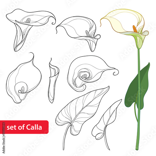 Vector set with Calla lily flower or Zantedeschia, bud and leaves in black isolated on white background. Floral elements in contour style with ornate calla for summer design and coloring book. 