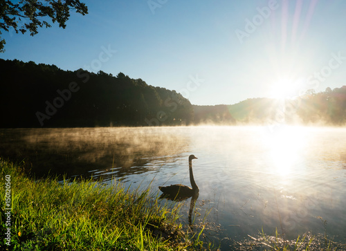 Fototapeta Naklejka Na Ścianę i Meble -  In the morning, Black swan floating in the middle of the lake, Fog floating at the surface, Mae Hong Son District, Thailand