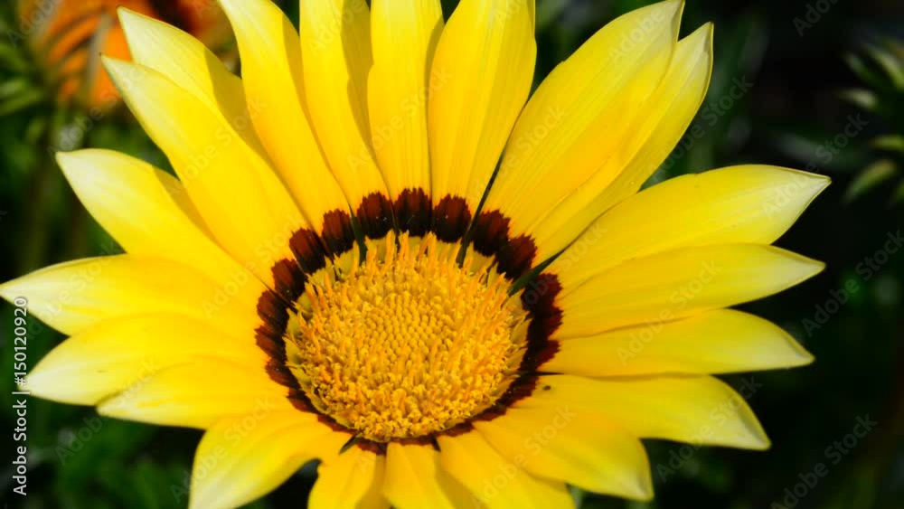 Beautiful flowers in the garden Beautiful flowers in the garden