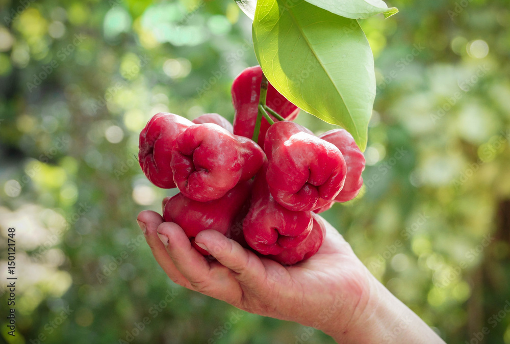 Farmer's hand holding a big bunch of rose apples on  a tree