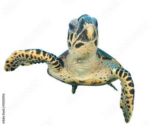 Hawksbill Sea Turtle isolated on white background