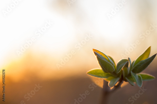 Leaves on branch with sunset