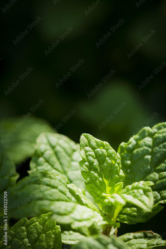 Marsh mint leaves on black background Marsh mint leaves on black background
