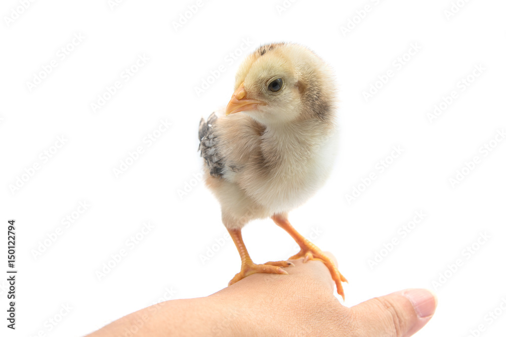 Obraz premium Cute little chicken in woman hand,isolate