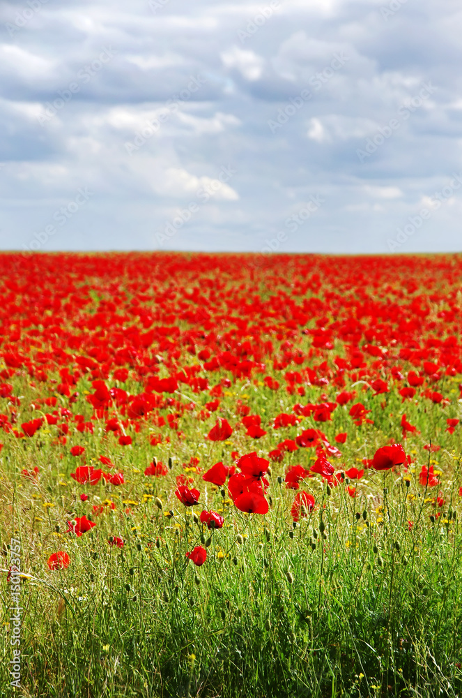 field of red poppies and the cloud sky