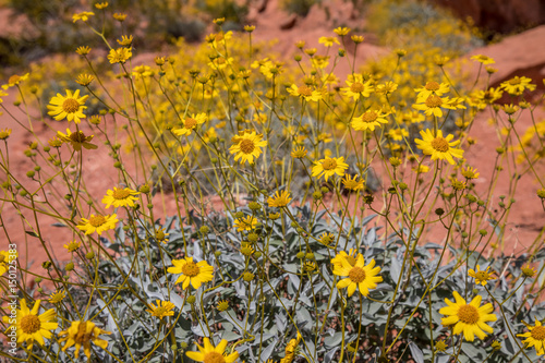 Canvas Print Valley of Fire