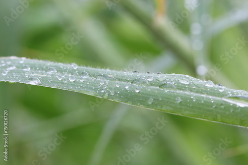 drops on grass