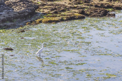 Little egret on the coast photo