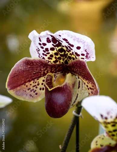 Venus` Slipper, Paphiopedilum purpurascens orchid photo