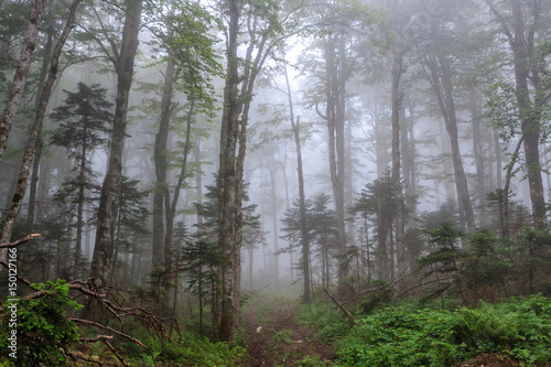 Mystic green Caucasus mountain forest with trees in the fog at summer. Scenic foggy landscape