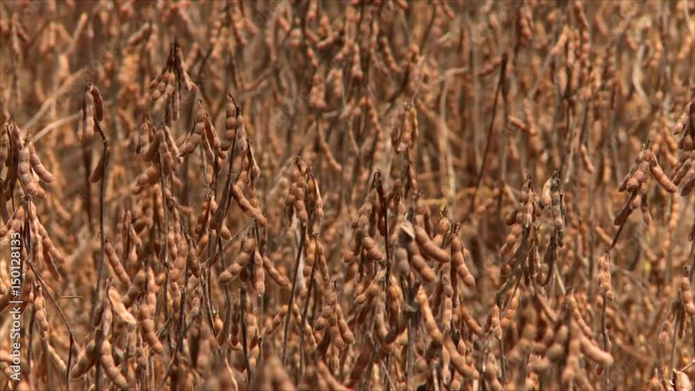 Soybeans crops Soybeans crops