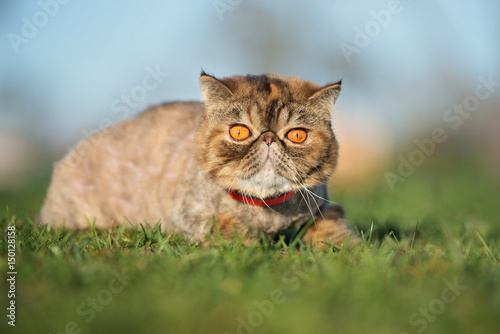 фотографія exotic shorthair cat lying down on grass