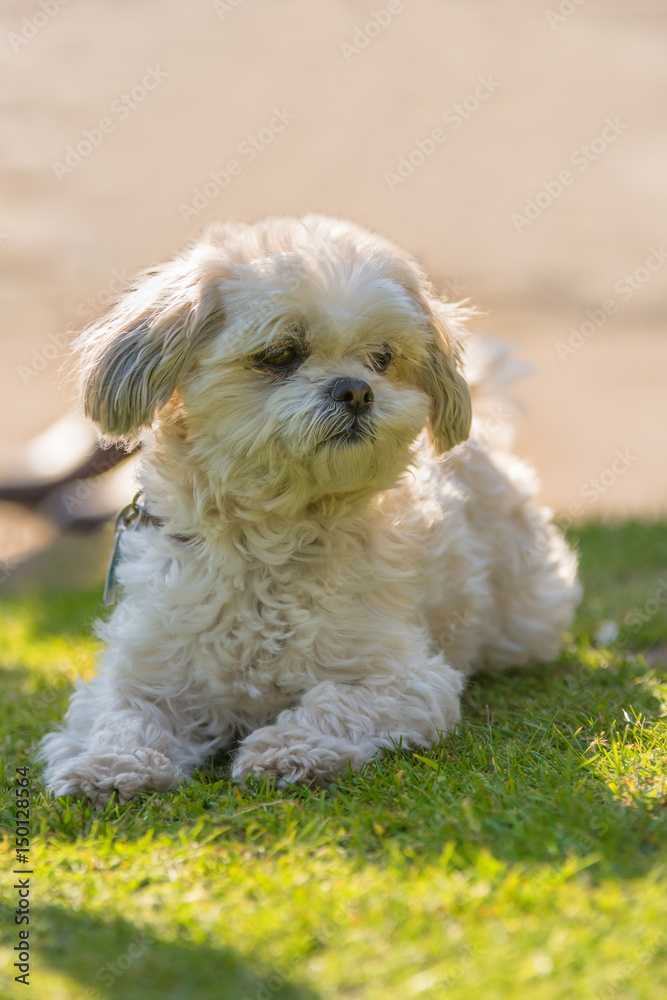 Ein kleiner Hund liegt auf einer Wiese