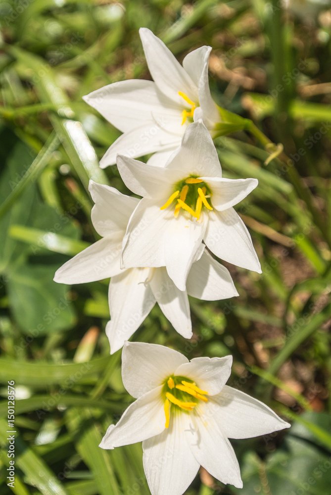 Fototapeta premium Zephyranthes minuta is a plant species as Zephyranthes grandiflora.