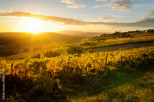herbstliche Laubfärbung im Weinberg bei Sonnenuntergang, zwischen Zellertal und Mölsheim, Rheinland-Pfalz, Deutschland, Europa