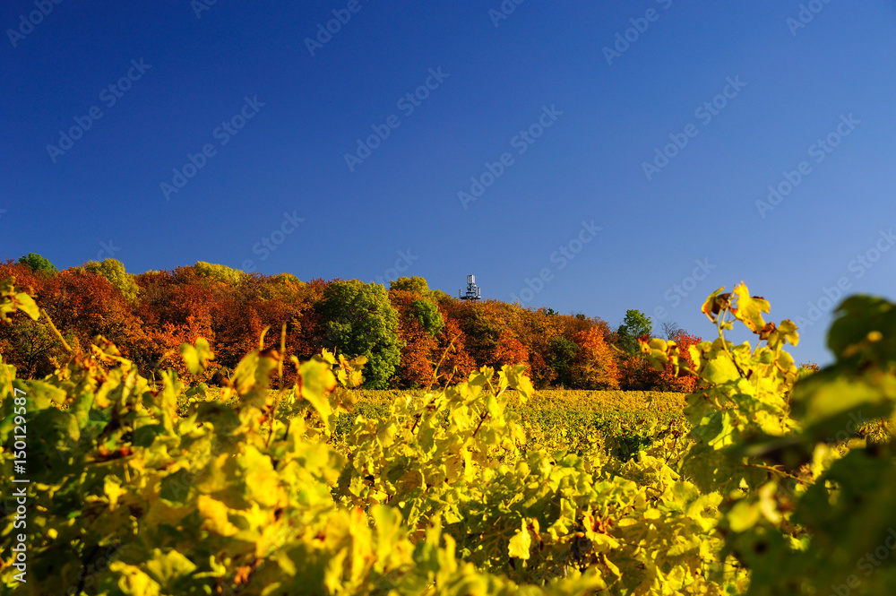Obraz premium Weinanbaugebiet in Hanglage in herbstlicher Laubfärbung, bei Hangen-Weisheim, Pfalz, Rheinland-Pfalz, Deutschland, Europa,