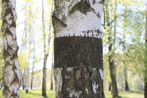 Trunk of birch tree with black-and-white birch bark close-up in birch grove for congratulatory or advertising text