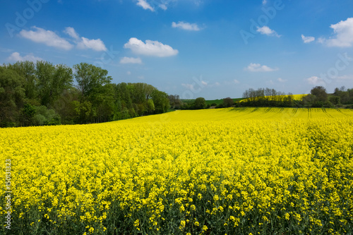 Landwirtschaft mit Raps