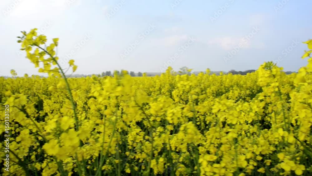 Rapsfeld Video Rapsfeld Video