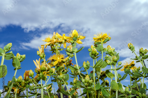 Yellow flowers and buds of Saint-John's-wort aspiring to cloudy sky. Lower shooting point.
