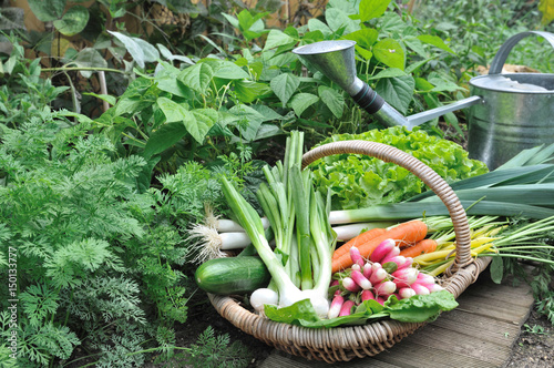 panier de légumes et arrosoir dans potager