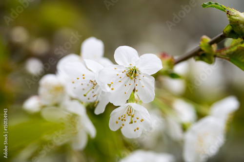 Cherry blossom in spring for background.