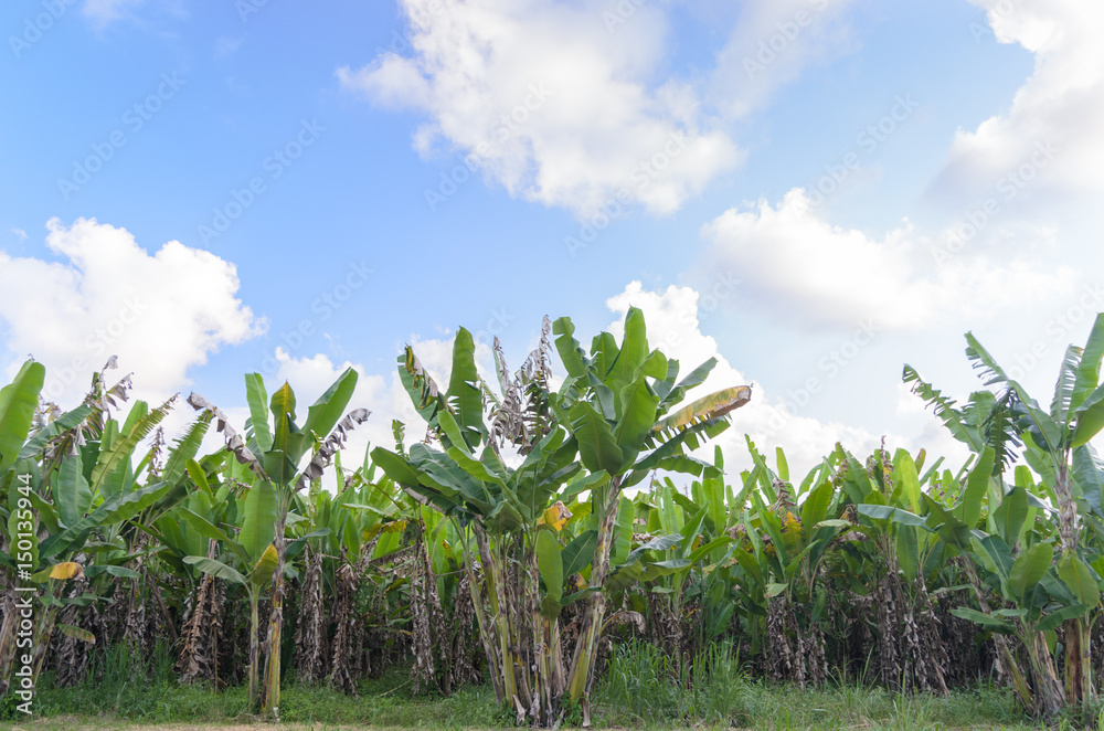Banana tree plantation with daylight. Banana tree plantation with daylight.