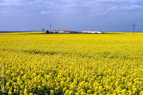Yellow rape field. Wall and electric wires at background.