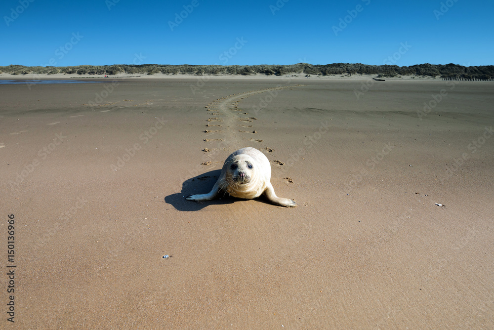 Fototapeta premium bébé phoque sur la plage