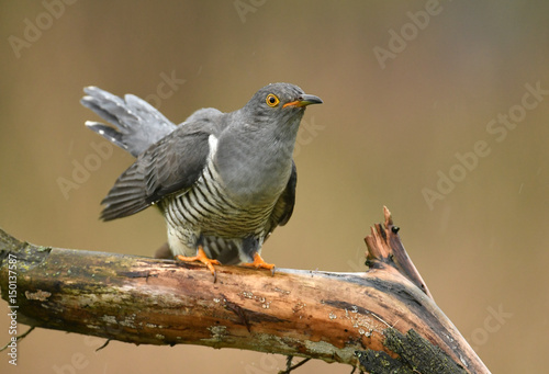 Common cuckoo (Cuculus canorus) photo