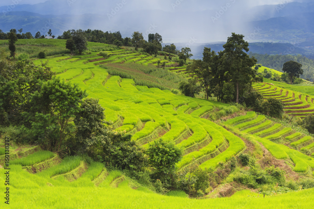 Obraz premium Green rice terrace field and cloudy sky in rainy season.