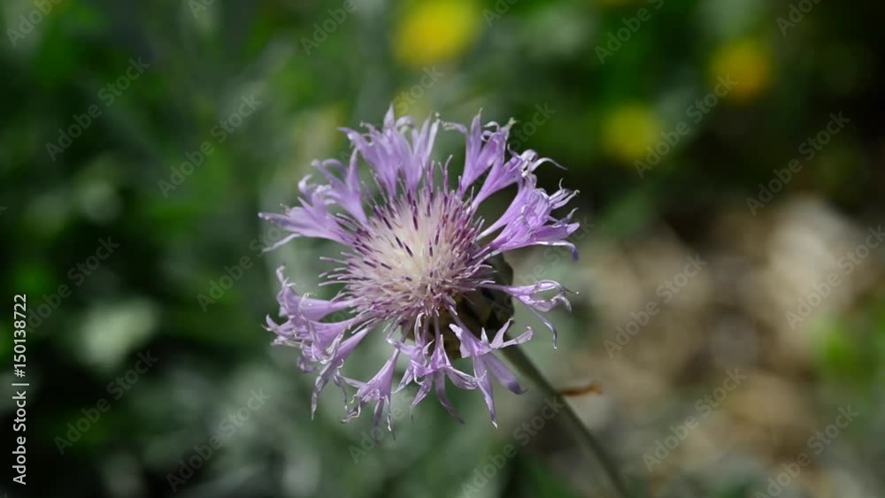 A beautiful city garden in Istanbul full of flowers A beautiful city garden in Istanbul full of flowers