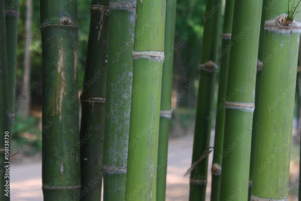 Green bamboo stalk. Green bamboo stalk.