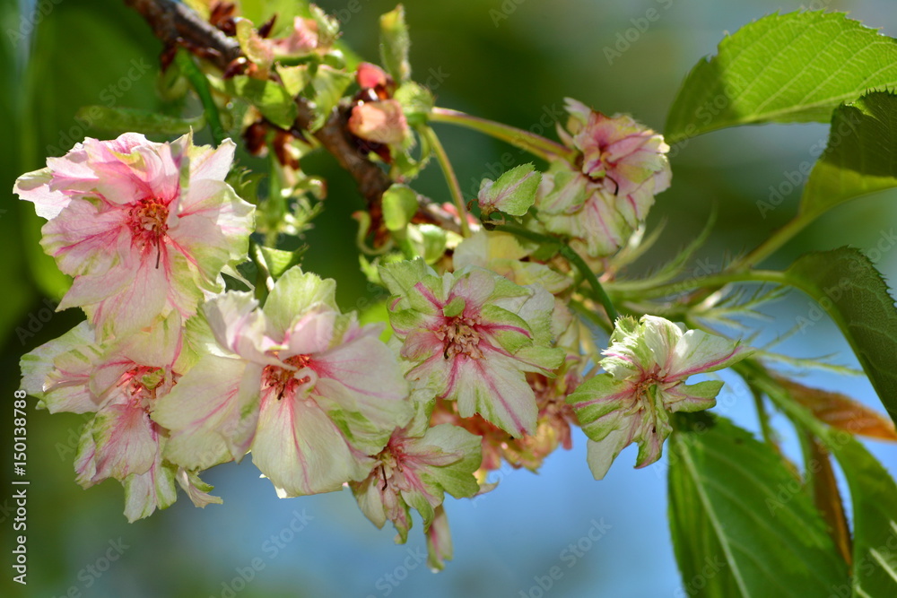 珍しい緑の桜 御衣黄 ギョイコウ 非常に珍しい黄緑色の花を咲かせる桜 深い知識と高い教養が無いと価値が分らない ウコンと間違えやすく本物の画像は少ない 見るだけで大変な桜 Stock Photo Adobe Stock