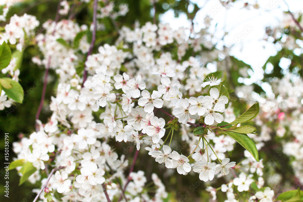 early spring flowering apple tree with bright white flowers early spring flowering apple tree with bright white flowers