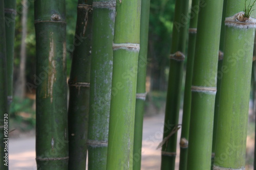 Green bamboo stalk.