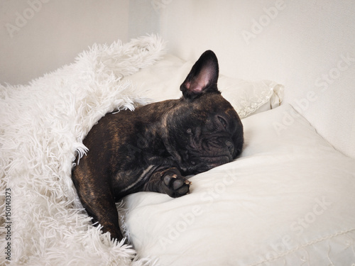 Funny dog sleeps on the bed under a fluffy white blanket