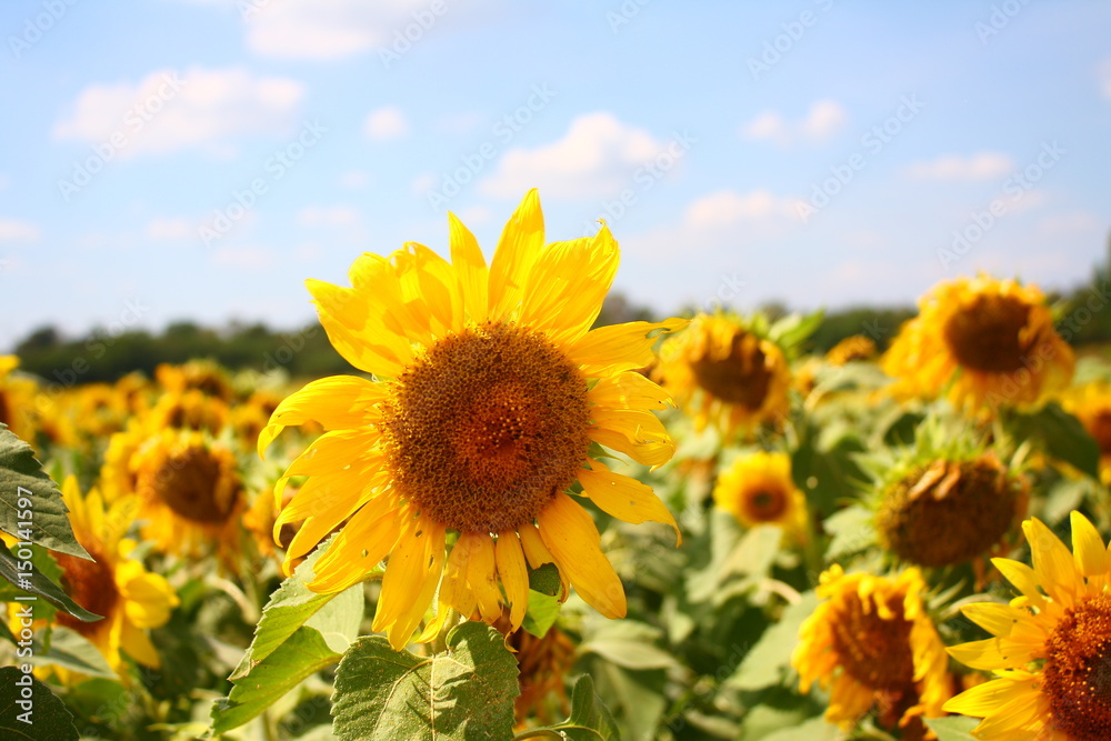Fototapeta premium sunflower in garden.