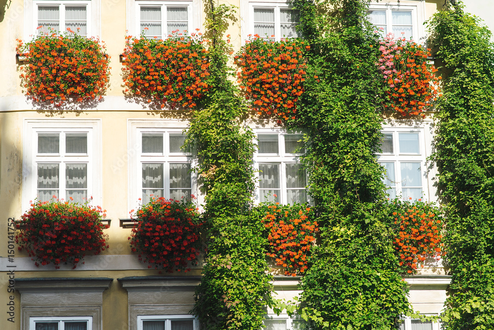 Flowerpot on windows outside in a european town.