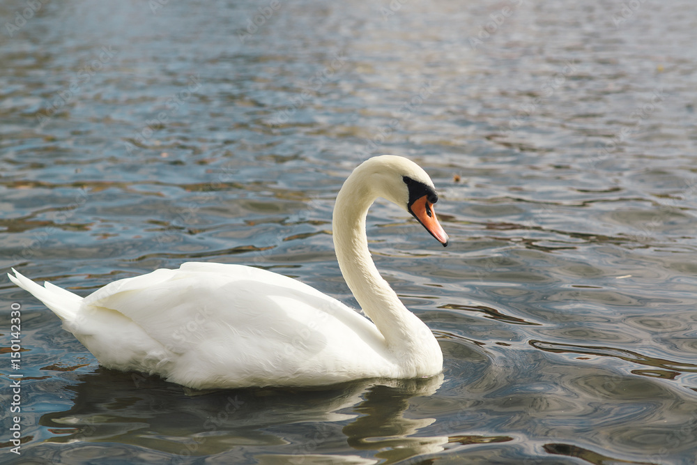 One beautiful white swan on the water. One beautiful white swan on the water.