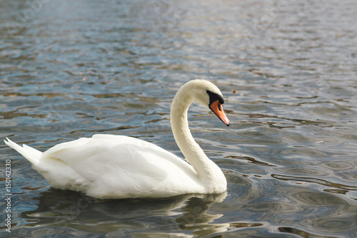 One beautiful white swan on the water.