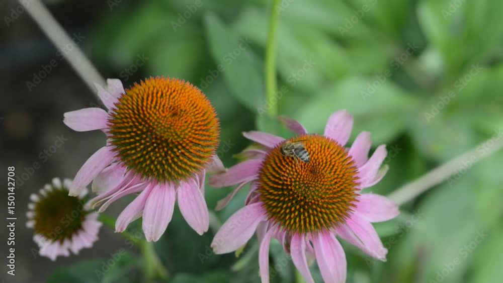 A beautiful city garden in Istanbul full of flowers A beautiful city garden in Istanbul full of flowers