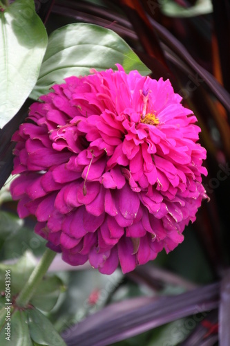 lila Blume